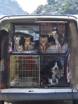 How To Transport Your Pet Safely From One City To Other
